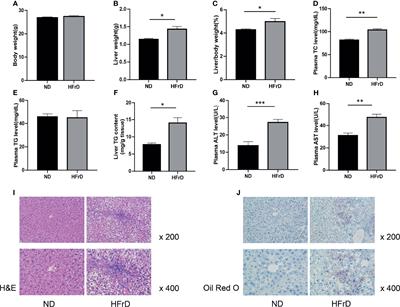 Analysis of N6-Methyladenosine Methylation Modification in Fructose-Induced Non-Alcoholic Fatty Liver Disease